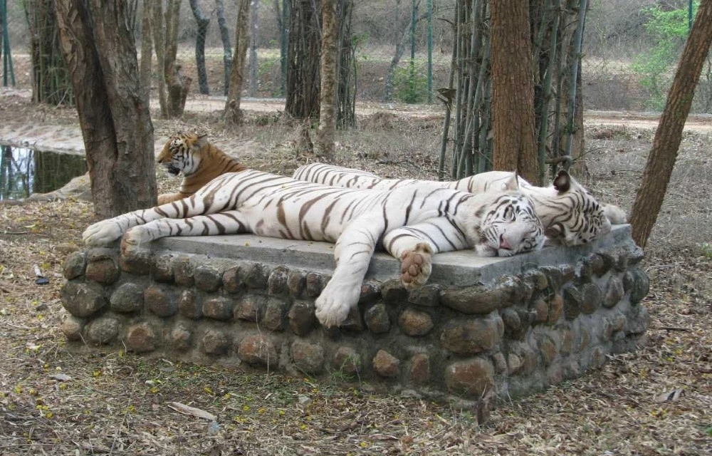 Balaji Rooms at Bannerghatta National Park